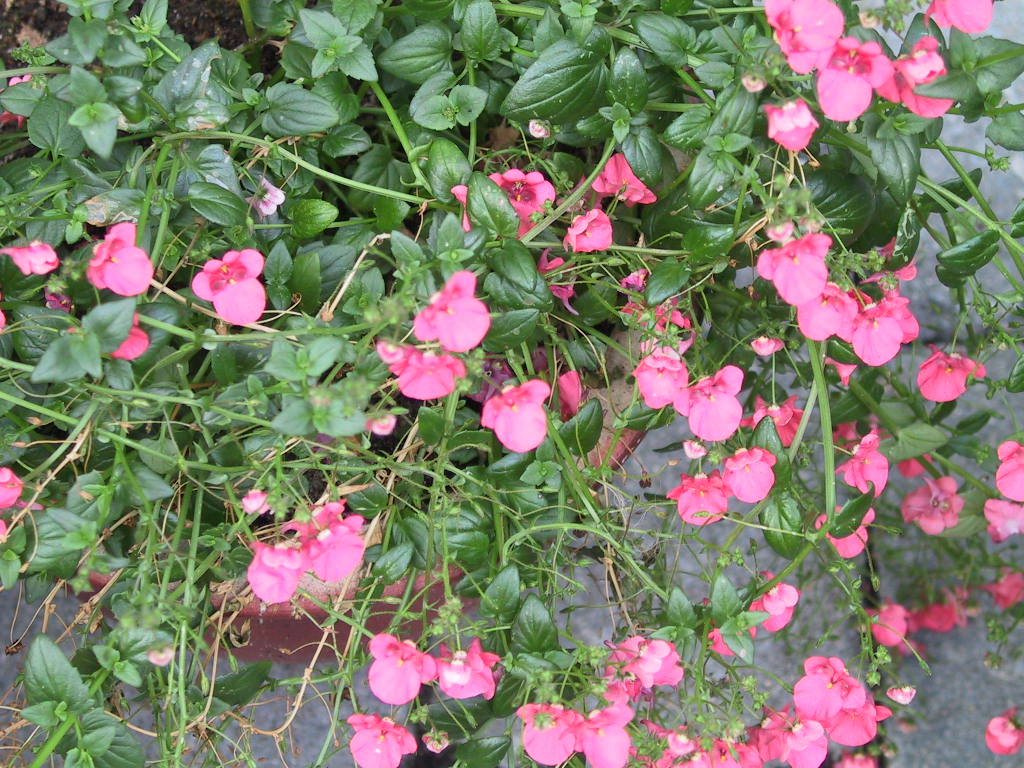Diascia Ruby Fields.jpg